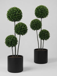 Japanese Holly Multi-Stem Balls Topiary Pair - Kumo & Sora