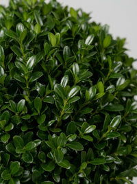 Japanese Holly Multi-Stem Balls Topiary Pair - Kumo & Sora