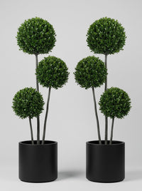Japanese Holly Multi-Stem Balls Topiary Pair - Kumo & Sora