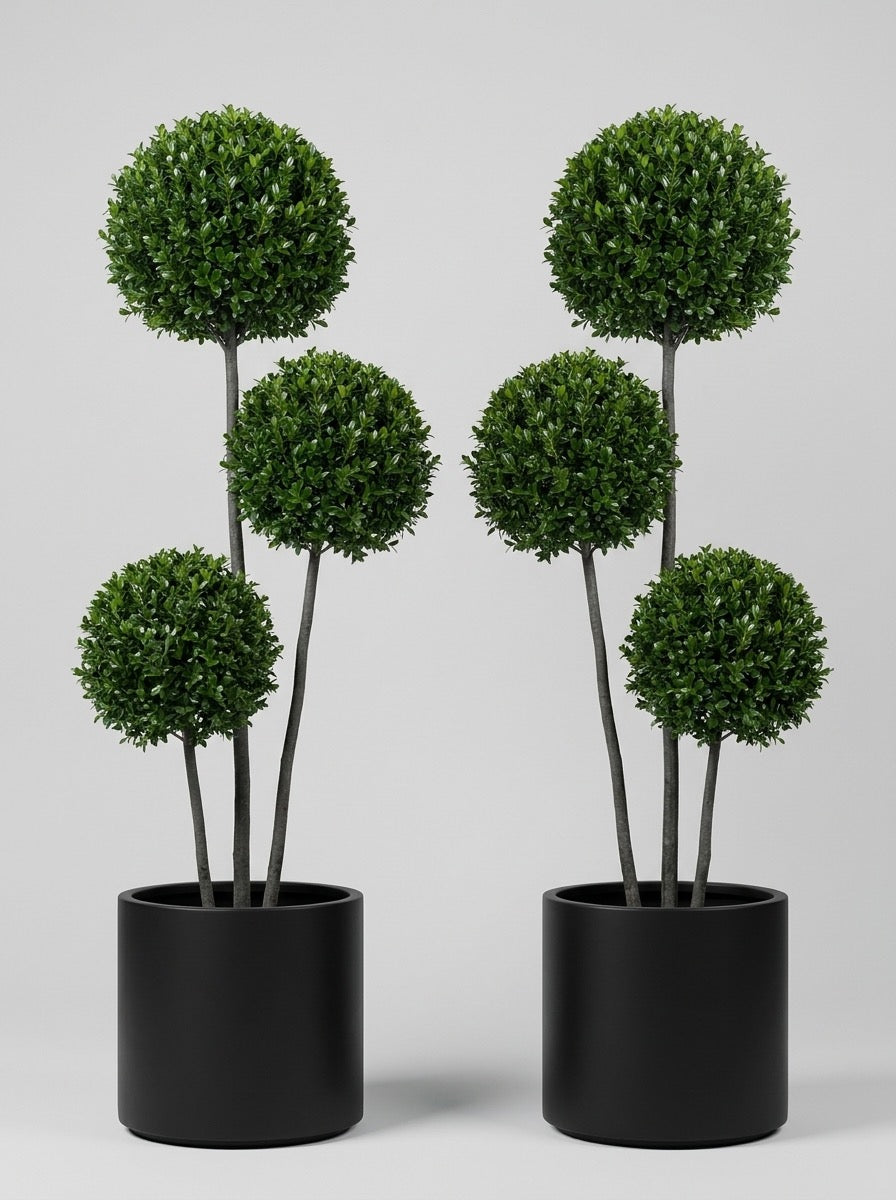 Japanese Holly Multi-Stem Balls Topiary Pair - Kumo & Sora