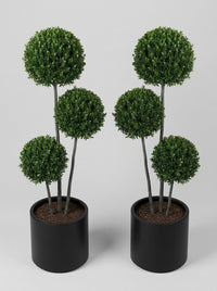 Japanese Holly Multi-Stem Balls Topiary Pair - Kumo & Sora
