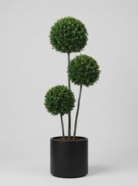 Japanese Holly Multi-Stem Balls Topiary Pair - Kumo & Sora