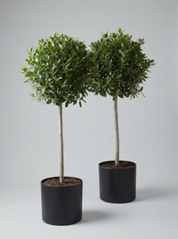 Nellie R. Stevens Holly Lollipop Topiary Pair - Stella & Nero