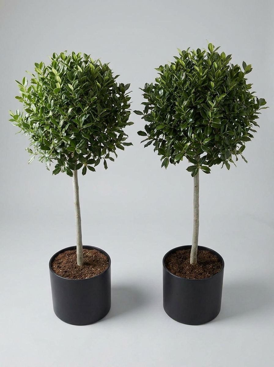 Nellie R. Stevens Holly Lollipop Topiary Pair - Stella & Nero