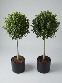 Nellie R. Stevens Holly Lollipop Topiary Pair - Stella & Nero