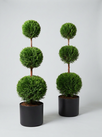 Thuja Smaragd Multi-Ball Topiary Pair - Emero & Viridi
