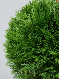 Thuja Smaragd Multi-Ball Topiary Pair - Emero & Viridi