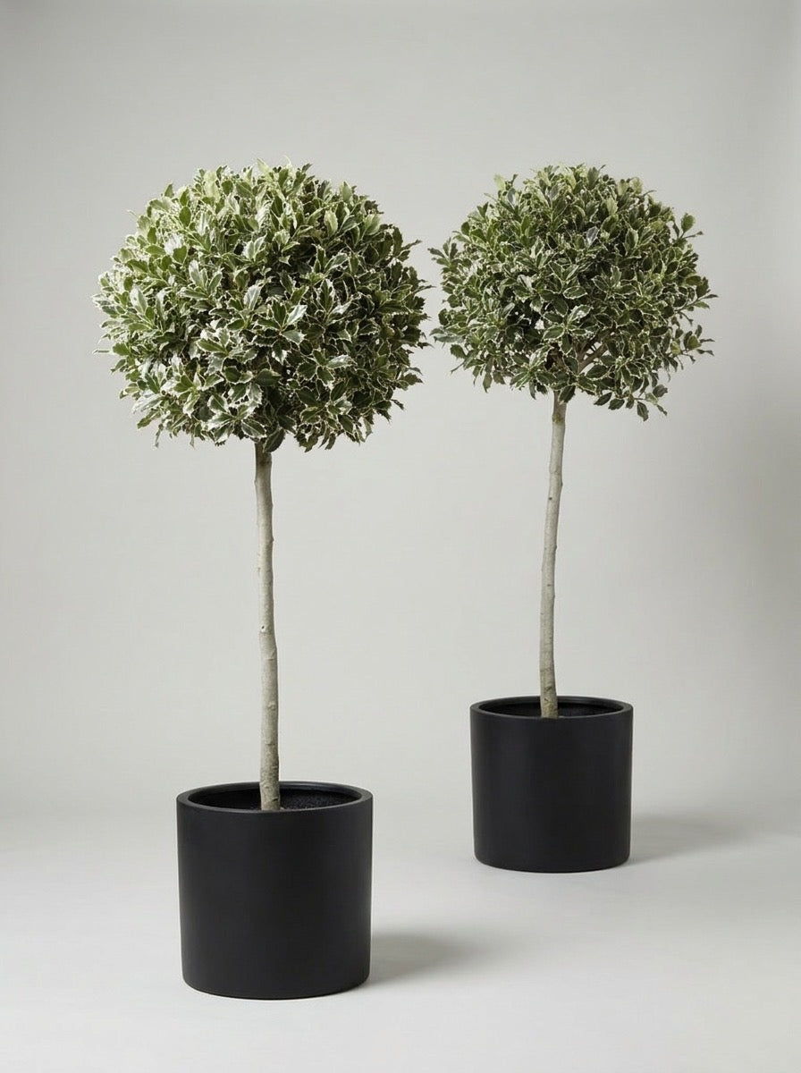 Variegated Holly Lollipop Topiary Pair - Argento & Luna