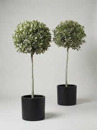 Variegated Holly Lollipop Topiary Pair - Argento & Luna