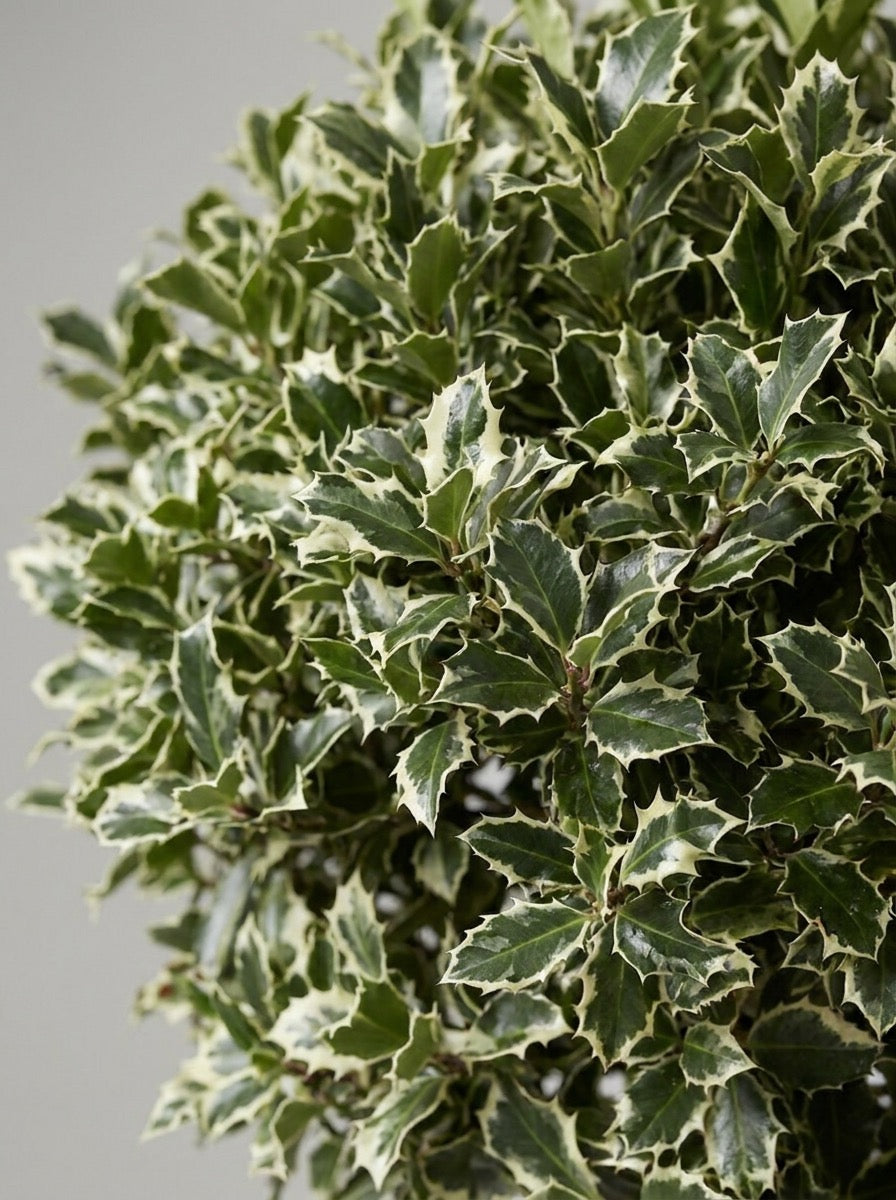 Variegated Holly Lollipop Topiary Pair - Argento & Luna