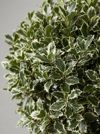 Variegated Holly Lollipop Topiary Pair - Argento & Luna