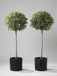 Variegated Holly Lollipop Topiary Pair - Argento & Luna