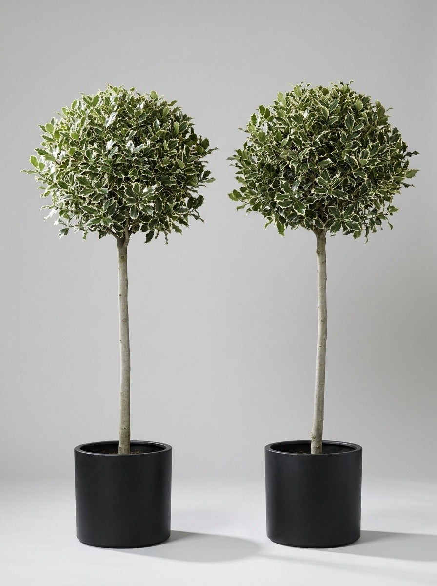 Variegated Holly Lollipop Topiary Pair - Argento & Luna