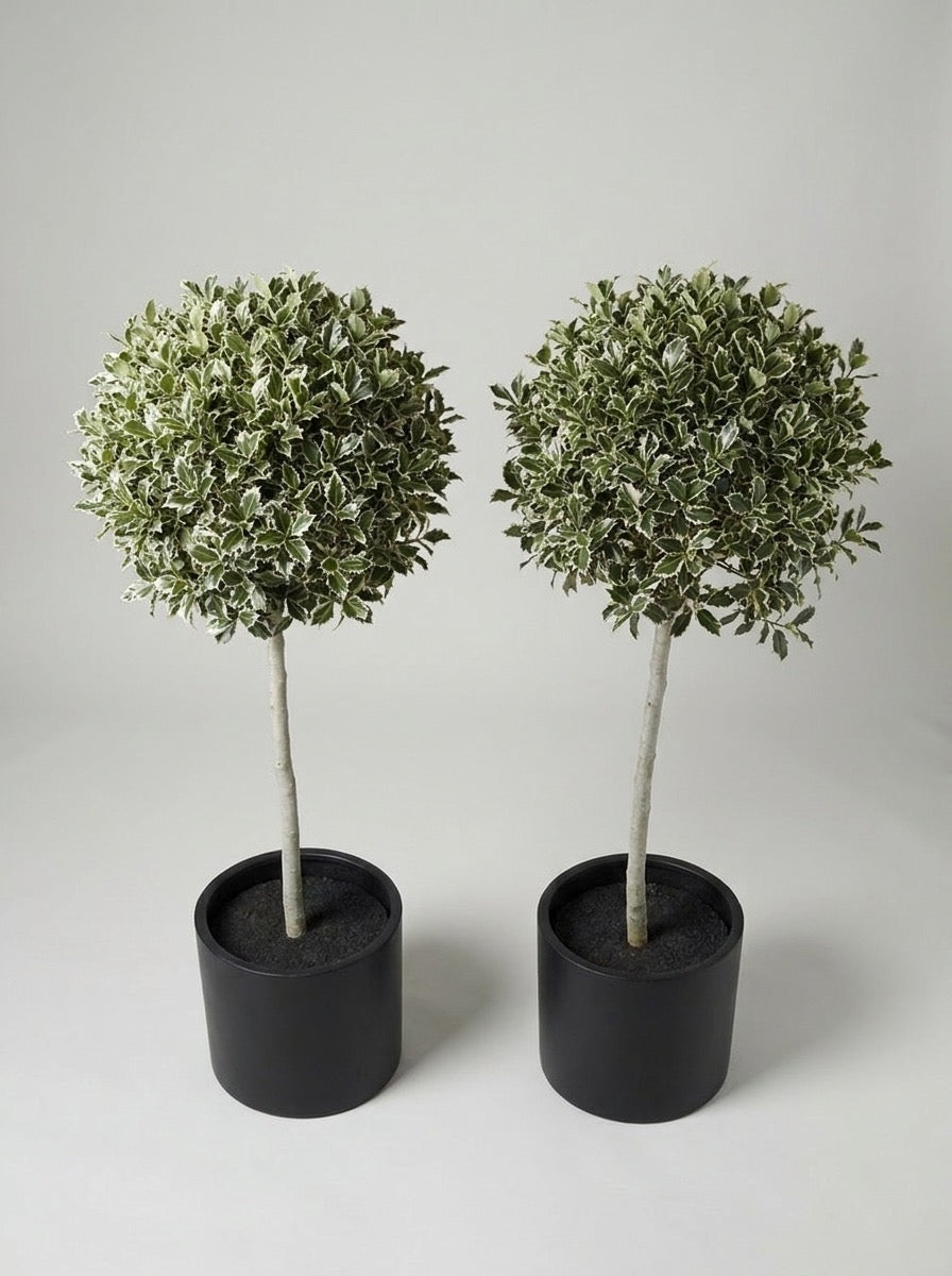 Variegated Holly Lollipop Topiary Pair - Argento & Luna