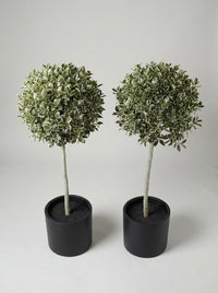 Variegated Holly Lollipop Topiary Pair - Argento & Luna