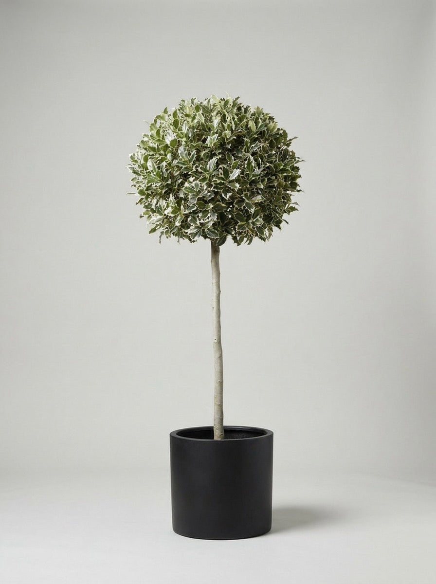 Variegated Holly Lollipop Topiary Pair - Argento & Luna