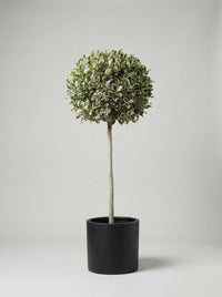 Variegated Holly Lollipop Topiary Pair - Argento & Luna