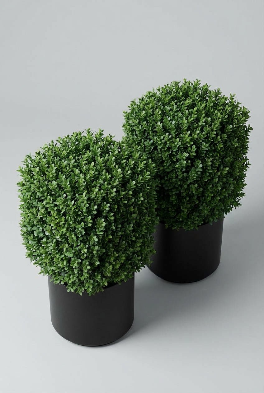 A pair of 60cm Buxus sempervirens cube topiary in black planters photographed on studio background, showcasing precise geometric forms with dense evergreen foliage, demonstrating boxwood topiary and architectural topiary plants for formal garden design and contemporary entrance sculpture with curated symmetry.