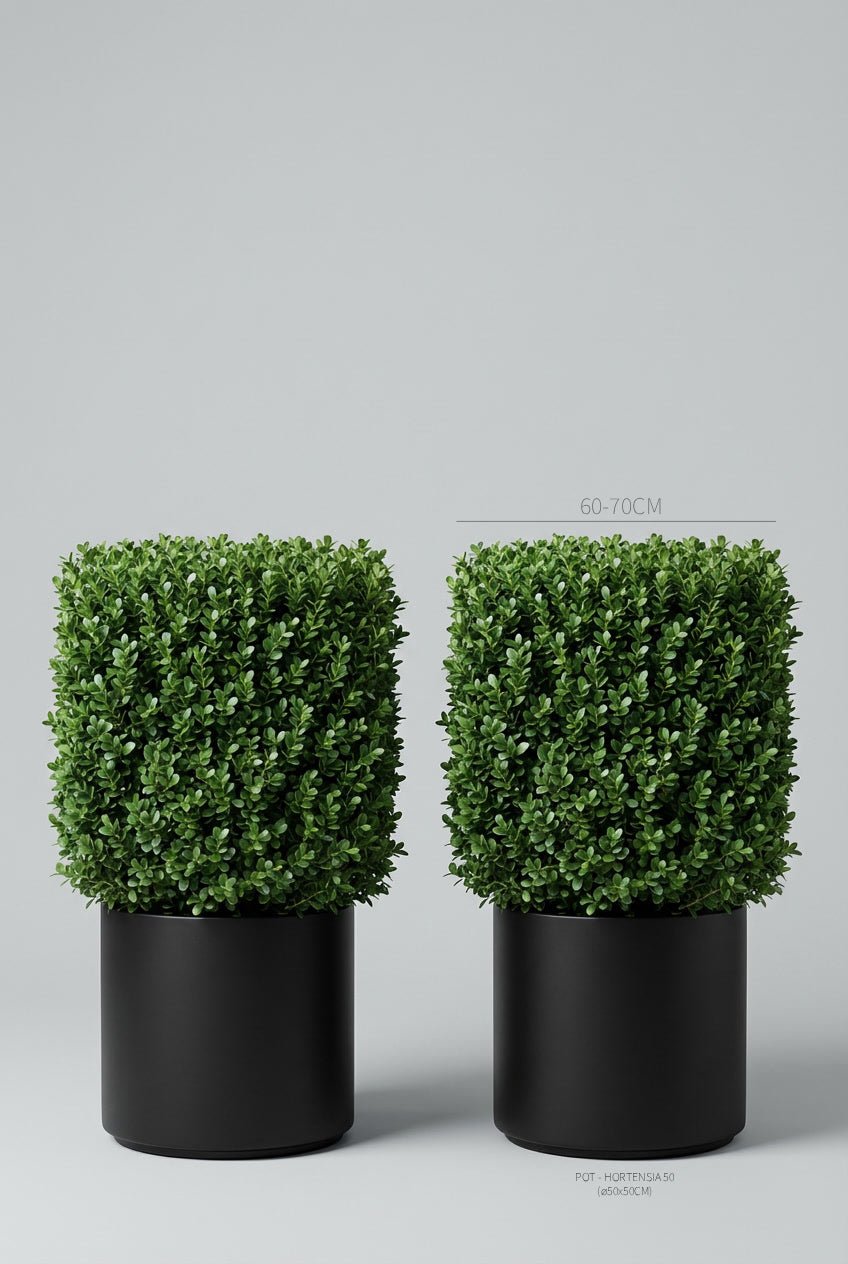 A hand-matched pair of 70cm Buxus sempervirens cube topiary in matte black planters photographed on professional studio background, showcasing dense evergreen geometric forms ideal for buy topiary projects, doorway symmetry, and architectural entrance design with curated evergreen pairs for formal garden topiary.