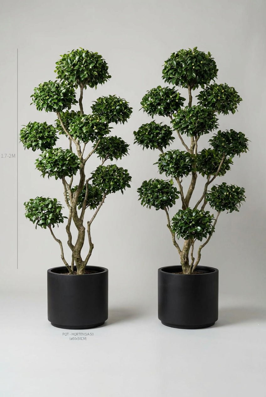 A hand-matched pair of 170-200cm Camellia japonica cloud topiary trees in black planters photographed on professional studio background, showcasing dense glossy dark green layered pom-pom topiary pads in Japanese niwaki bonsai style with artistic multi-stem branching, ideal for camellia topiary ball searches, buy topiary trees, flowering evergreen specimens, architectural topiary design, doorway statement plants, curated evergreen pairs, and sculptural living art for formal entrance symmetry.
