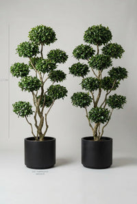 Studio · Mira and Hane, a matched camellia pair in black pots, marked against a 1.7-2m height scale