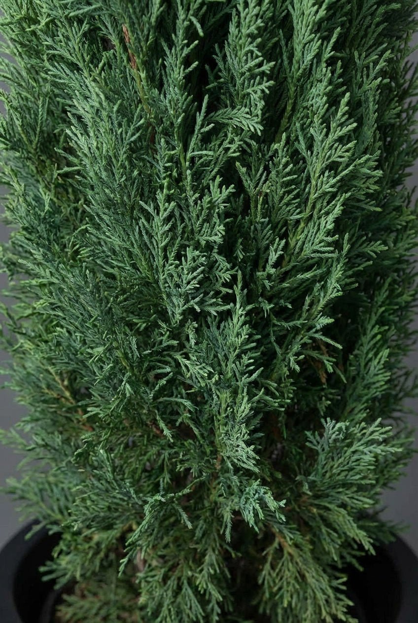 Close-up detail of Cupressocyparis leylandii (Leyland cypress) dense feathery blue-green evergreen foliage showcasing fine-textured scale-like needles and soft branching structure, highlighting the fast-growing architectural quality ideal for pyramidal topiary pair specimens, buy topiary trees, tall columnar forms, formal entrance design, hedge screening alternatives, Portuguese laurel hedge comparisons, and sculptural living art with year-round evergreen texture for doorway symmetry and privacy application