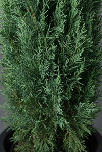 Foliage Close Up · Macro of blue-green cypress foliage, flat feathery sprays layered along the upright stems.