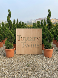 Classic Cypress Spiral Topiary Pair - Fenn & Arlo