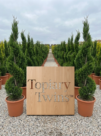 Classic Cypress Spiral Topiary Pair - Fenn & Arlo