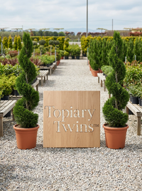 Classic Cypress Spiral Topiary Pair - Fenn & Arlo