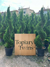 Classic Cypress Spiral Topiary Pair - Fenn & Arlo