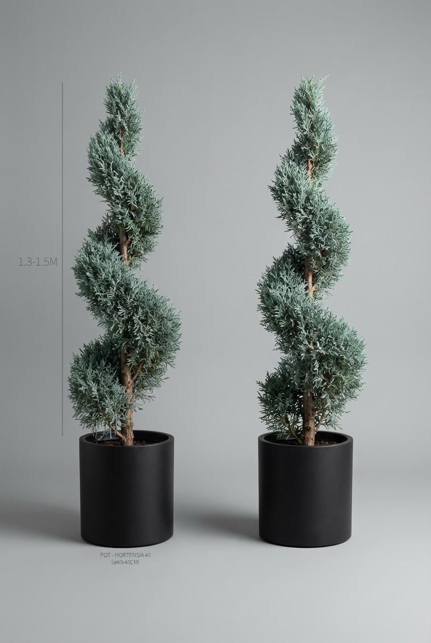 A pair of 130-150cm Cupressus arizonica 'Blue Ice' spiral topiary in black planters photographed on professional studio background, showcasing twisted spiral topiary pair forms with distinctive blue-grey evergreen foliage, demonstrating buy topiary trees and curated evergreen pairs for architectural garden design and formal entrance symmetry with sculptural conifers.