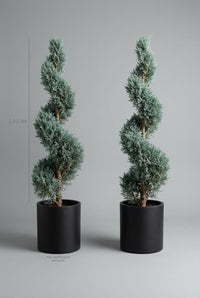 Studio · Drift and Vale, a matched pair of 1.3–1.5m Blue Arizona Cypress spirals in black pots, with height marked