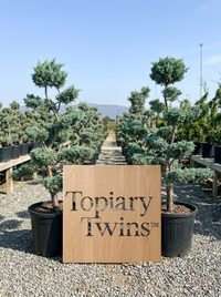 Blue Arizona Cypress Bonsai Pair - Skyll & Vesper