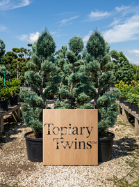 Blue Arizona Cypress Bonsai Pair - Skyll & Vesper