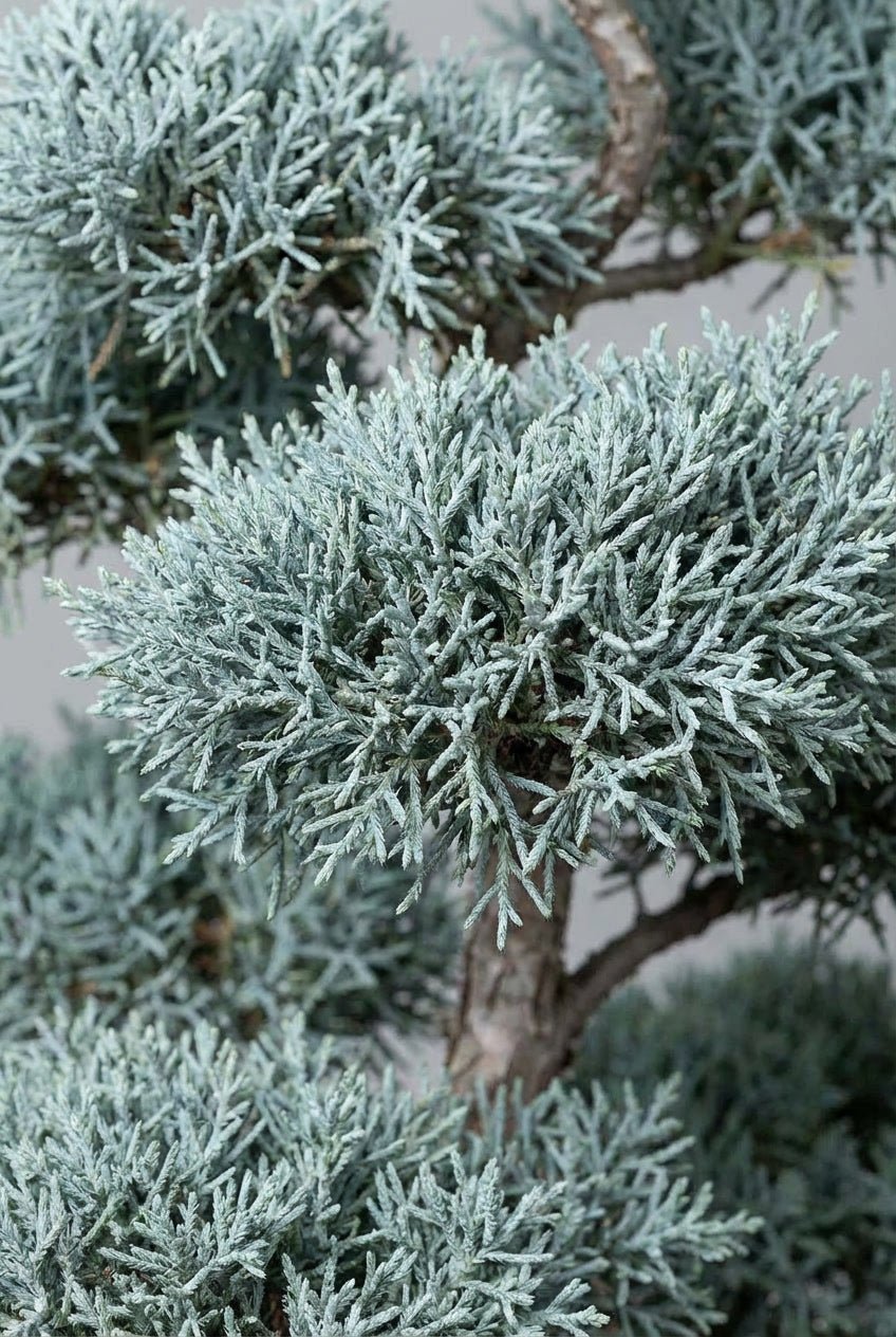 A curated pair of 150-170cm Cupressus arizonica 'Fastigiata' cloud topiary trees in black planters photographed on professional studio background, showcasing striking silvery-blue layered pom-pom topiary pads in Japanese niwaki bonsai style with artistic twisted branching and fine-textured foliage, ideal for buy topiary trees, architectural topiary design, doorway statement plants, mirrored topiary twins, and sculptural living art for formal entrance symmetry.