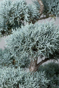 Foliage Close Up · Silver-blue cypress pads, fine scaled foliage layered over a pale woody branch.