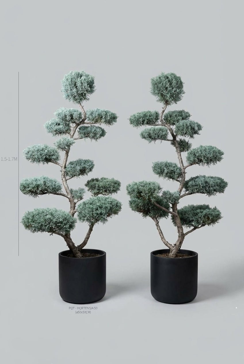 A curated pair of 150-170cm Cupressus arizonica 'Fastigiata' cloud topiary trees in black planters photographed on professional studio background, showcasing striking silvery-blue layered pom-pom topiary pads in Japanese niwaki bonsai style with artistic twisted branching and fine-textured foliage, ideal for buy topiary trees, architectural topiary design, doorway statement plants, mirrored topiary twins, and sculptural living art for formal entrance symmetry.