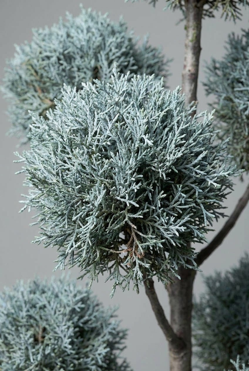 Close-up detail of Cupressus arizonica 'Fastigiata' pom-pom topiary showcasing striking silvery-blue fine-textured scale-like foliage in cloud topiary form, ideal for buy topiary trees, blue cypress evergreens, cloud topiary pair, and architectural sculptural specimens.