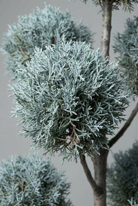 Foliage Close Up · One silvery-blue pom-pom, its fine foliage clipped into a tight sphere on a bare branch.