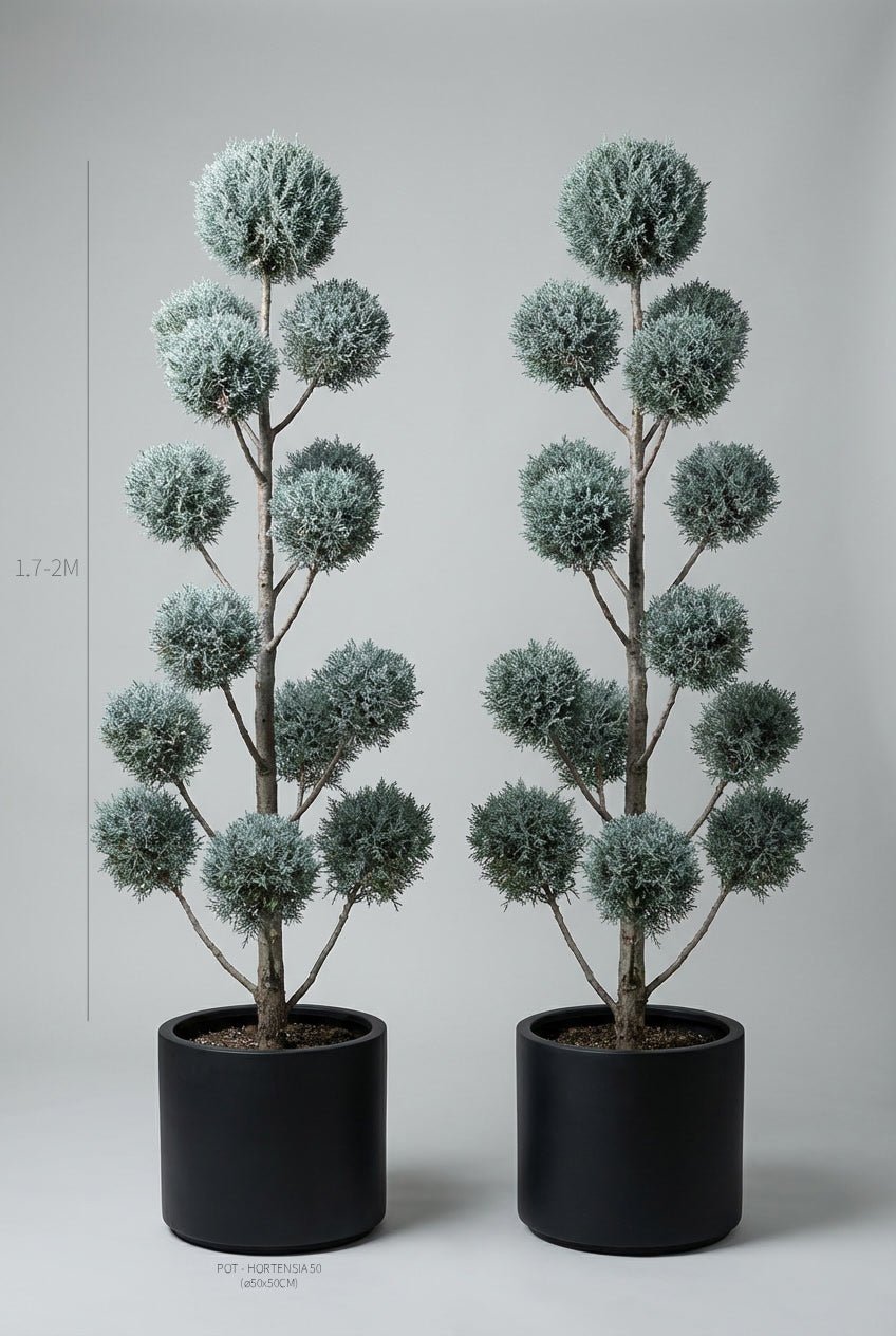A hand-matched pair of 170-200cm Cupressus arizonica 'Fastigiata' pom-pom topiary trees in black planters photographed on professional studio background, showcasing striking silvery-blue cloud topiary spheres with fine textured foliage on natural stems, ideal for buy topiary trees, architectural entrance design, doorway statement plants, and curated evergreen pairs for formal garden symmetry.