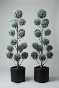 Studio · Aero and Caelum, a blue cypress pom-pom pair marked at 1.7-2m tall, each in a 50cm pot