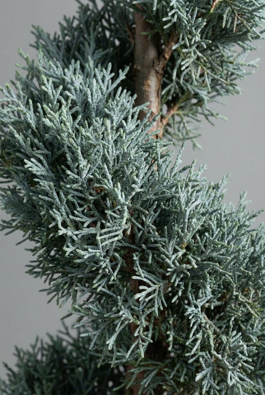 Close-up detail of Cupressus arizonica 'Fastigiata' spiral topiary showcasing dense silvery-blue fine-textured scale-like foliage on twisted stem structure, ideal for buy topiary trees, spiral topiary pair, blue cypress evergreens, and architectural sculptural design.