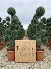 Blue Cypress Pom Pom Topiary Pair - Aero & Caelum