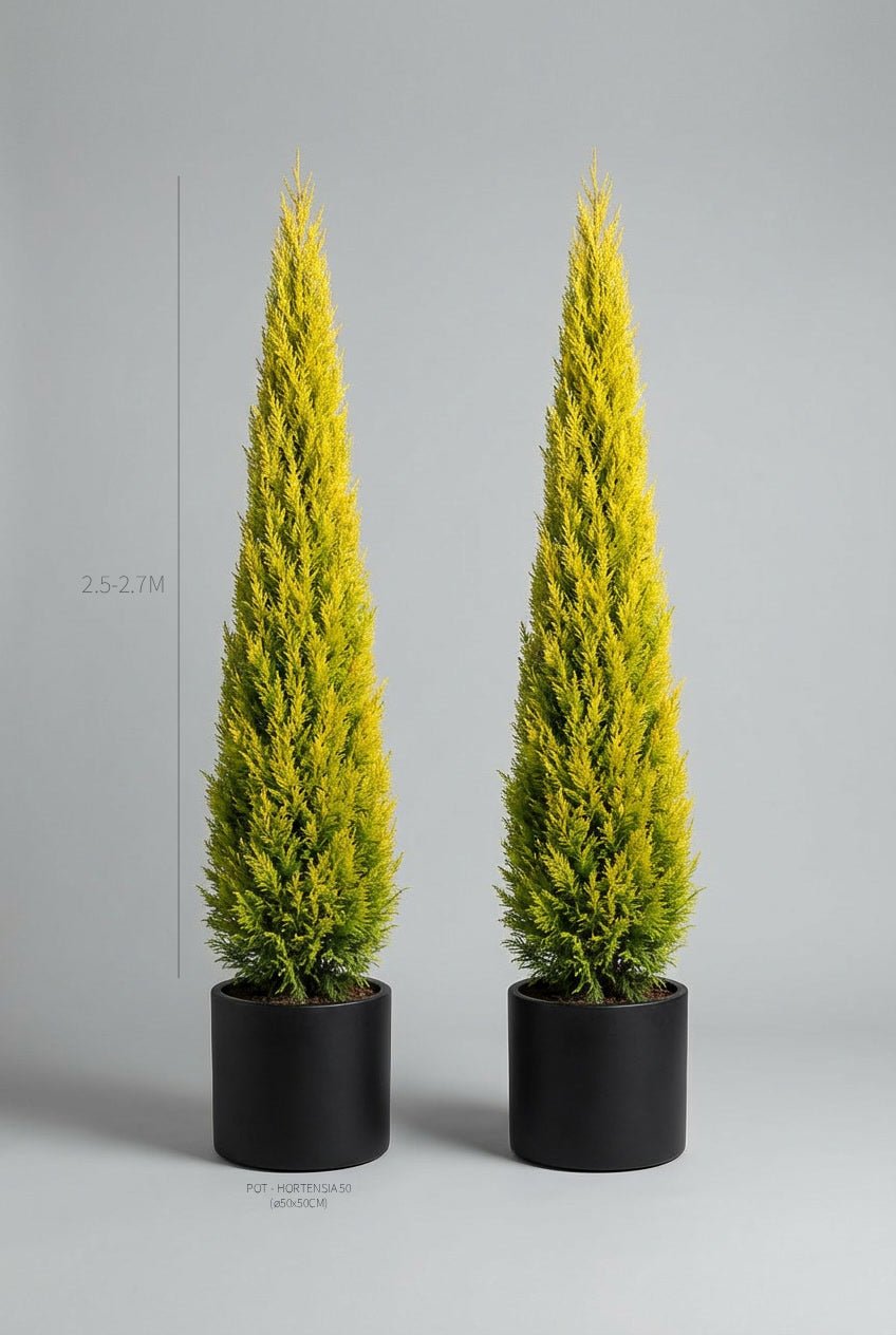 A pair of 250-270cm Cupressus leylandii 'Castlewellan Gold' pencil topiary in black planters photographed on professional studio background, showcasing tall narrow columnar pyramidal topiary pair forms with bright golden-yellow evergreen foliage, demonstrating buy topiary trees and curated evergreen pairs for architectural garden design and formal entrance architecture with vibrant vertical symmetry.