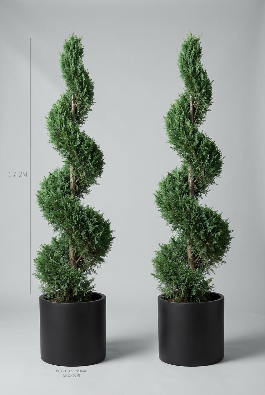 A pair of 170-200cm Cupressus leylandii spiral topiary in black planters photographed on professional studio background, showcasing tall twisted spiral topiary pair forms with dense evergreen foliage, demonstrating buy topiary trees and curated evergreen pairs for architectural garden design and formal entrance symmetry with fast-growing sculptural evergreens.