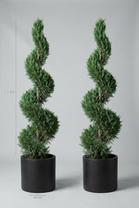 Studio · Scale shot of Fenn and Arlo, cypress spirals marked at 1.7-2m beside a 40cm black pot.