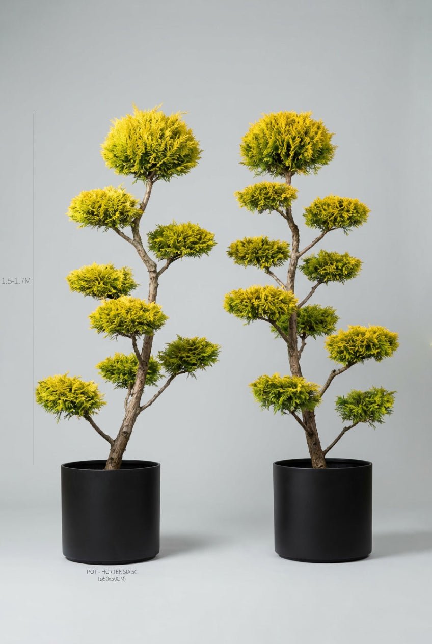 A hand-matched pair of 150-170cm Cupressus macrocarpa 'Goldcrest' cloud topiary trees in black planters photographed on professional studio background, showcasing vibrant golden-yellow layered pom-pom topiary pads in Japanese niwaki bonsai style with artistic branching, ideal for buy topiary trees, architectural topiary design, doorway statement plants, curated evergreen pairs, and sculptural living art for entrance symmetry with fragrant lemon-scented foliage.