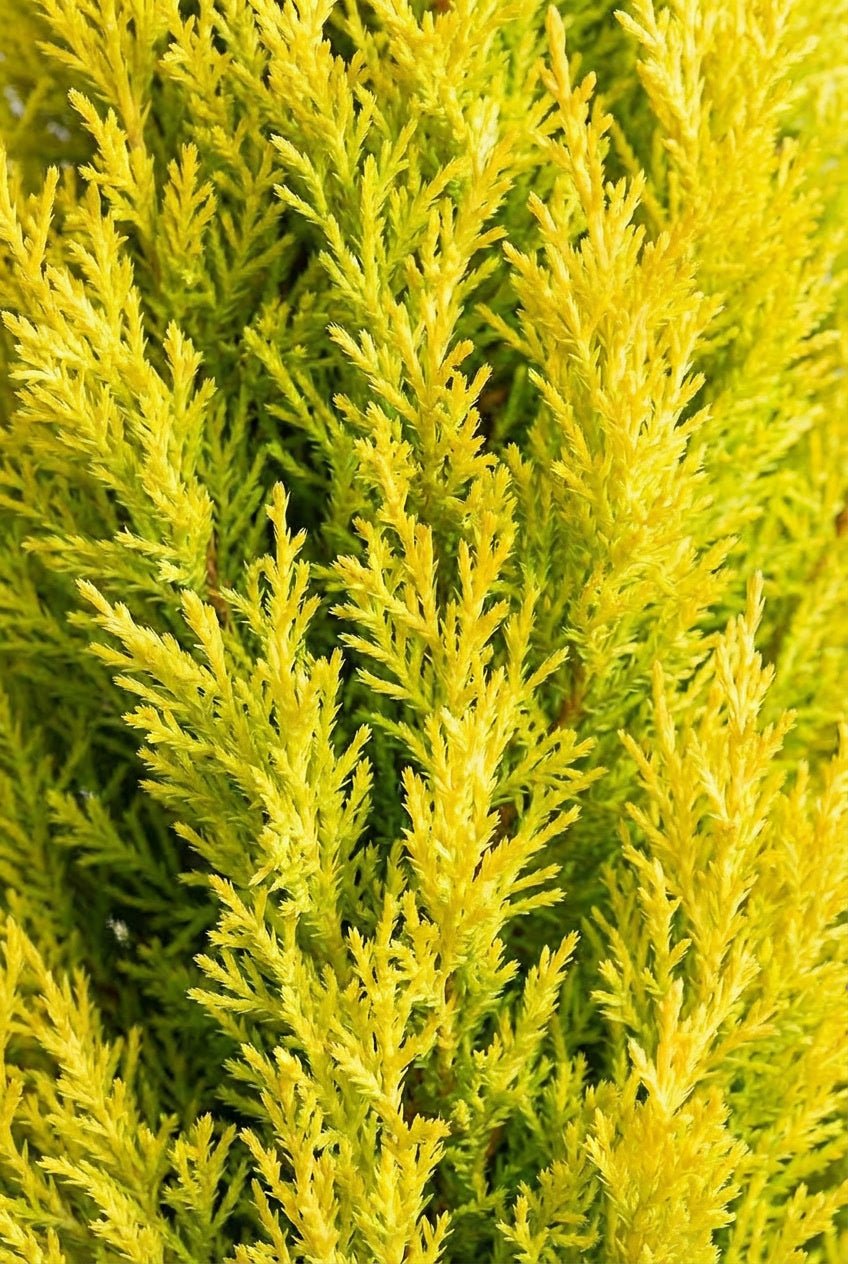 Close-up detail of Cupressus macrocarpa 'Goldcrest' pencil columnar foliage showcasing vibrant golden-yellow fine-textured scale-like needles in upright form, ideal for buy topiary trees, lemon cypress columnar evergreens, narrow golden specimens, and architectural vertical accent plants.