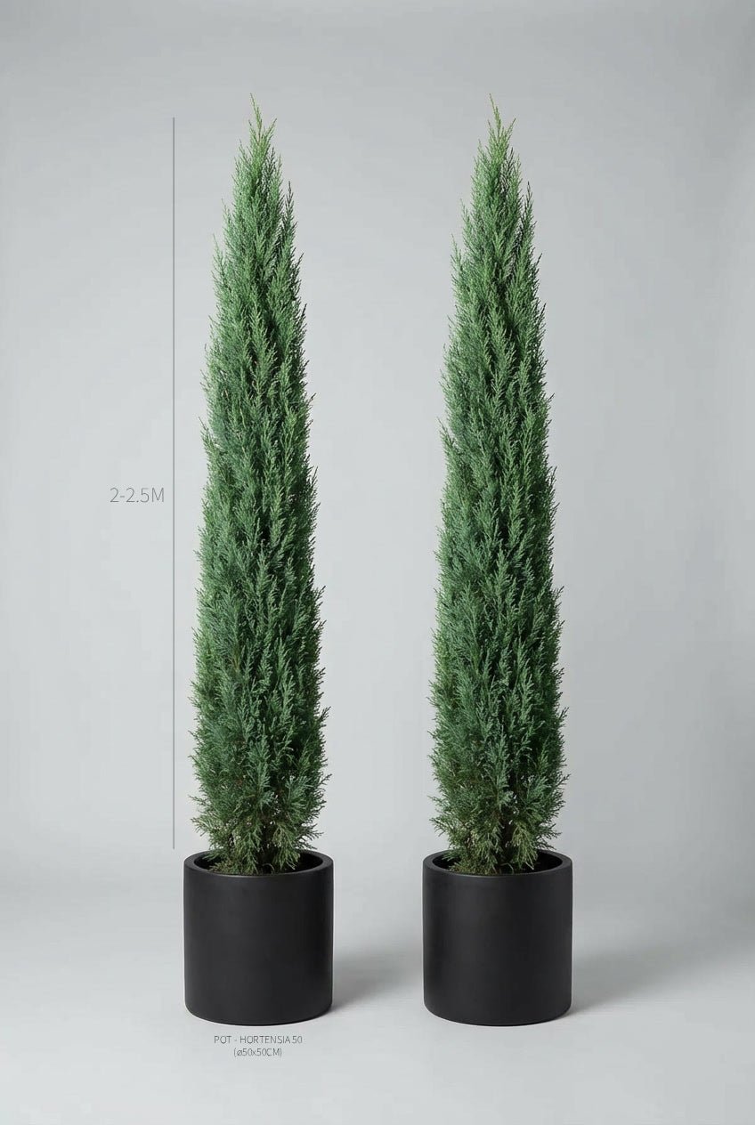  A pair of 220-250cm Cupressus macrocarpa 'Goldcrest' pencil topiary in black planters photographed on professional studio background, showcasing tall narrow columnar pyramidal topiary pair forms with yellow-green evergreen foliage, demonstrating buy topiary trees and curated evergreen pairs for architectural garden design and formal entrance architecture with vertical symmetry.